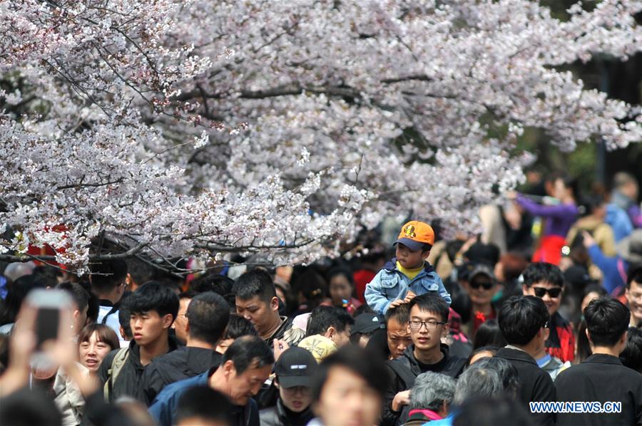 #CHINA-QINGDAO-CHERRY BLOSSOMS (CN)