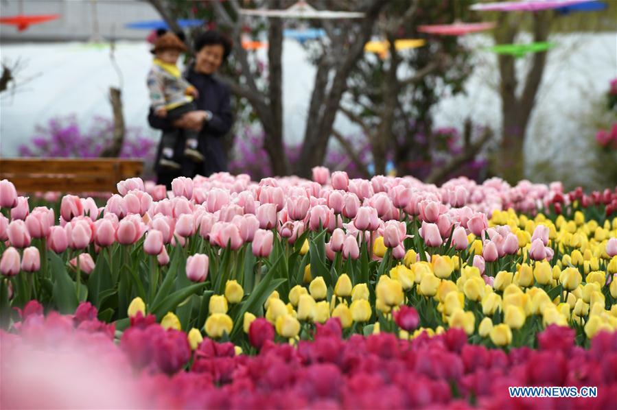 CHINA-GANSU-YUZHONG-TULIP (CN)