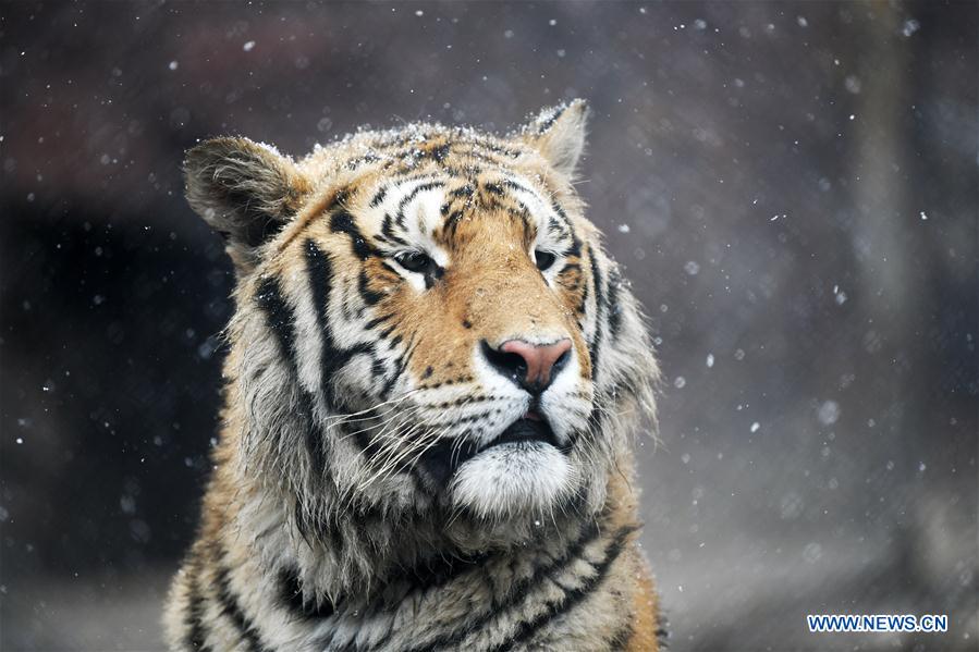 CHINA-HEILONGJIANG-SNOW-SIBERIAN TIGERS (CN)