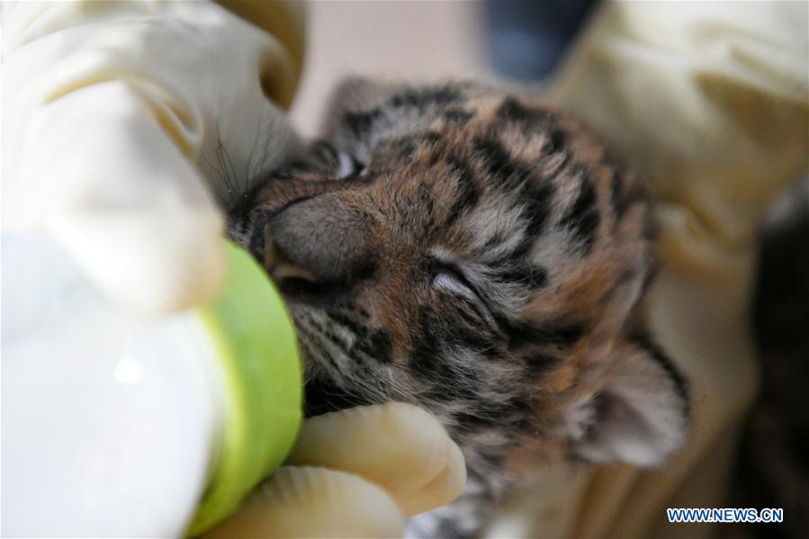 CHINA-HEILONGJIANG-HAILIN-TIGER CUBS (CN)