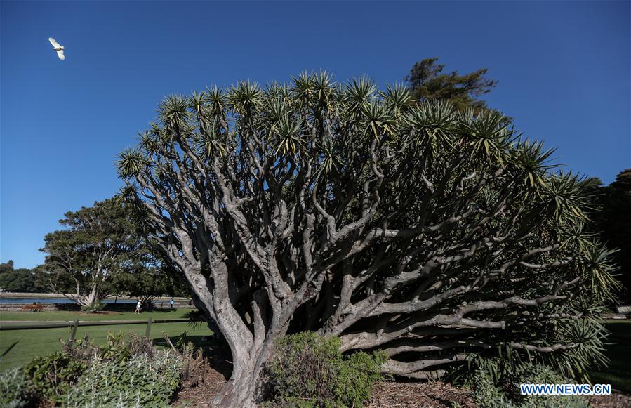 AUSTRALIA-SYDNEY-ROYAL BOTANIC GARDEN