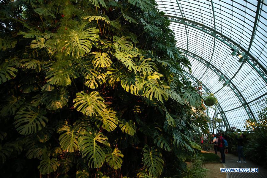 BELGIUM-BRUSSELS-ROYAL GREENHOUSES