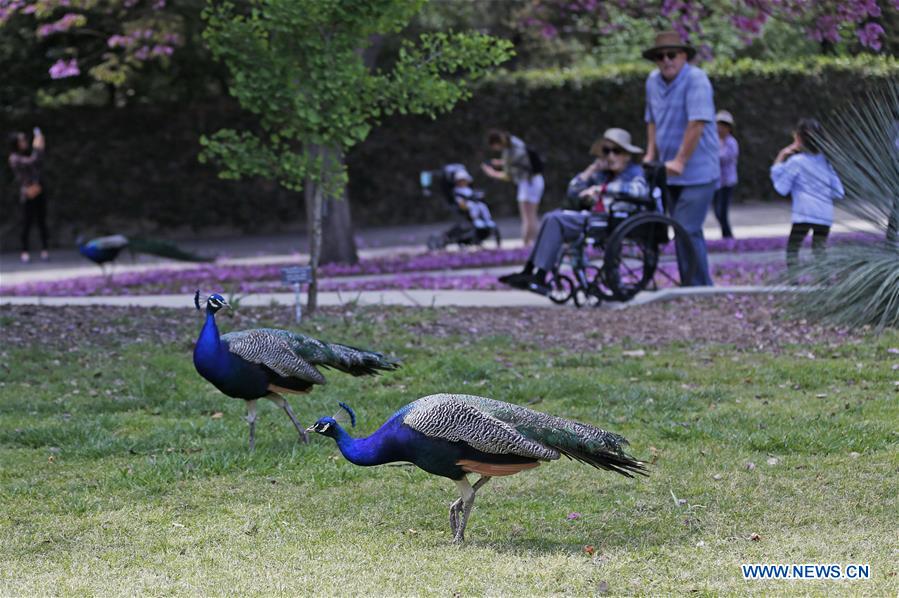 UNITED STATES-LOS ANGELES-COUNTY ARBORETUM AND BOTANIC GARDEN