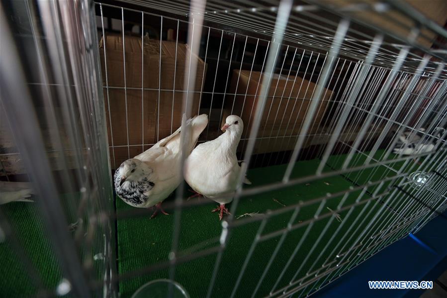 MIDEAST-GAZA-PIGEON-EXHIBITION