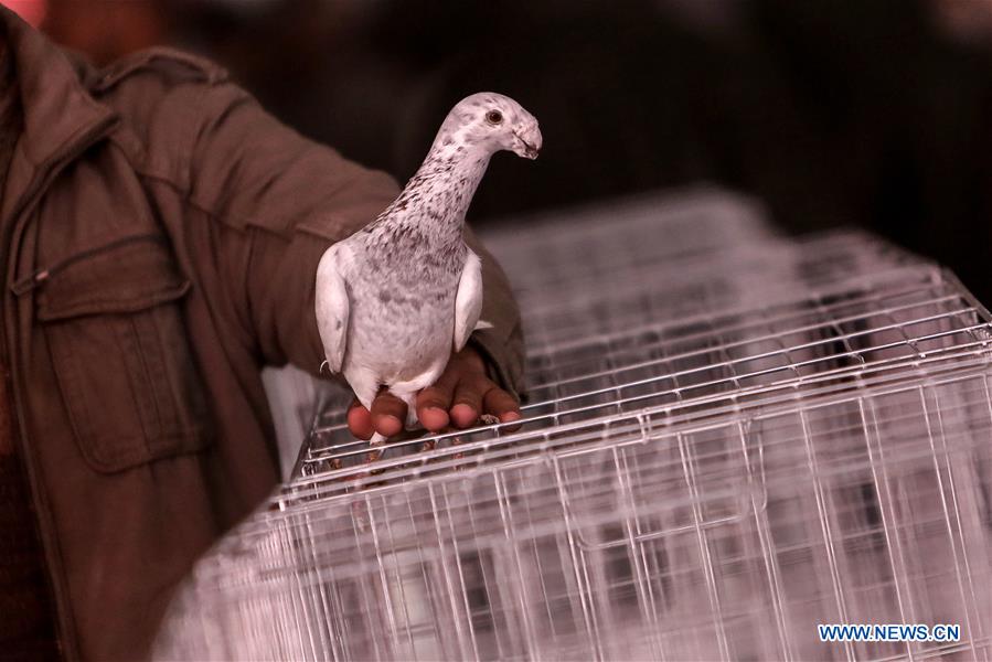 MIDEAST-GAZA-PIGEON-EXHIBITION