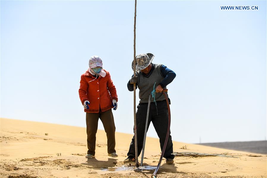 CHINA-INNER MONGOLIA-KUBUQI-TREE PLANTING (CN)