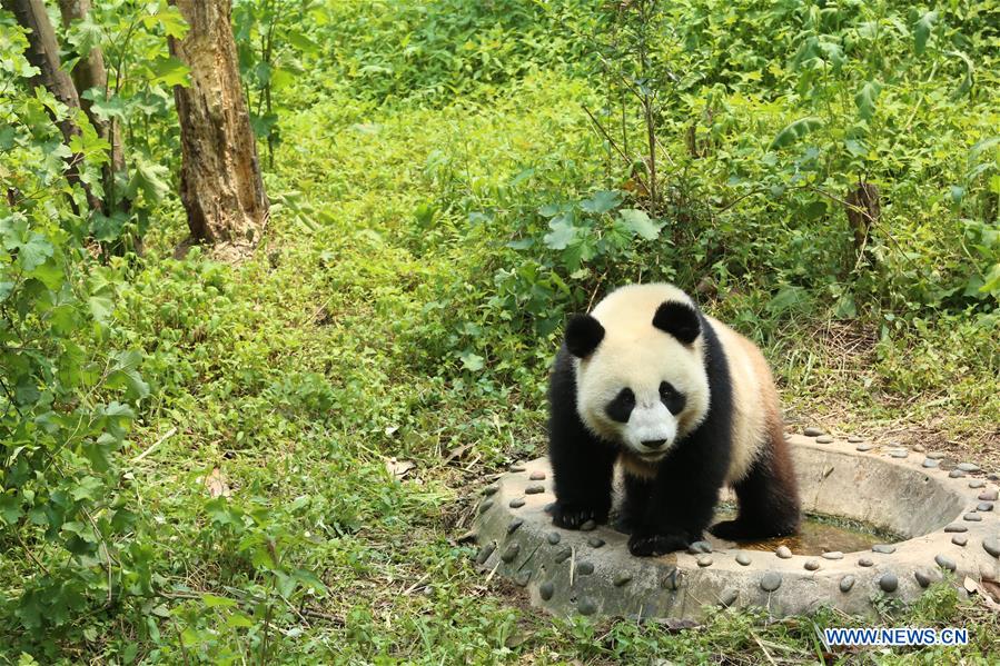 CHINA-SICHUAN-GIANT PANDA-RUSSIA-QUARANTINE (CN)