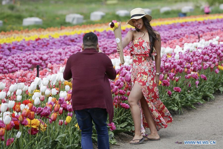 CANADA-ABBOTSFORD-TULIP FESTIVAL