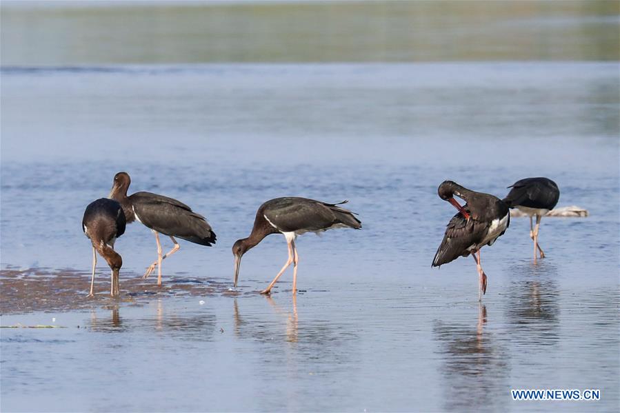 CHINA-SHANXI-XIAOYI-XIAOHE NATIONAL WETLAND PARK (CN)