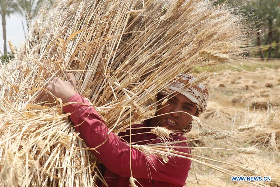 EGYPT-QALYUBIA-WHEAT HARVEST