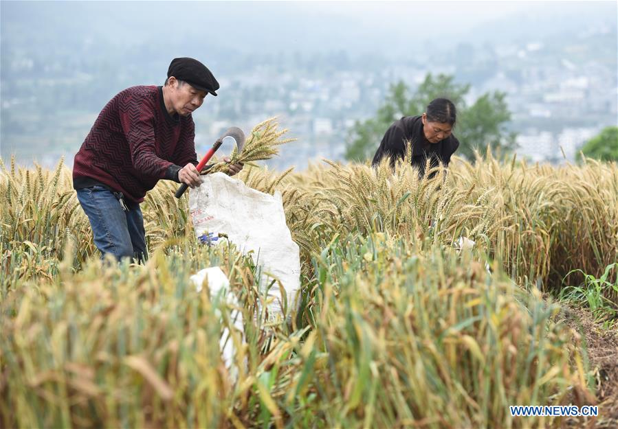 #CHINA-GUIZHOU-BIJIE-WHEAT-HARVEST (CN)