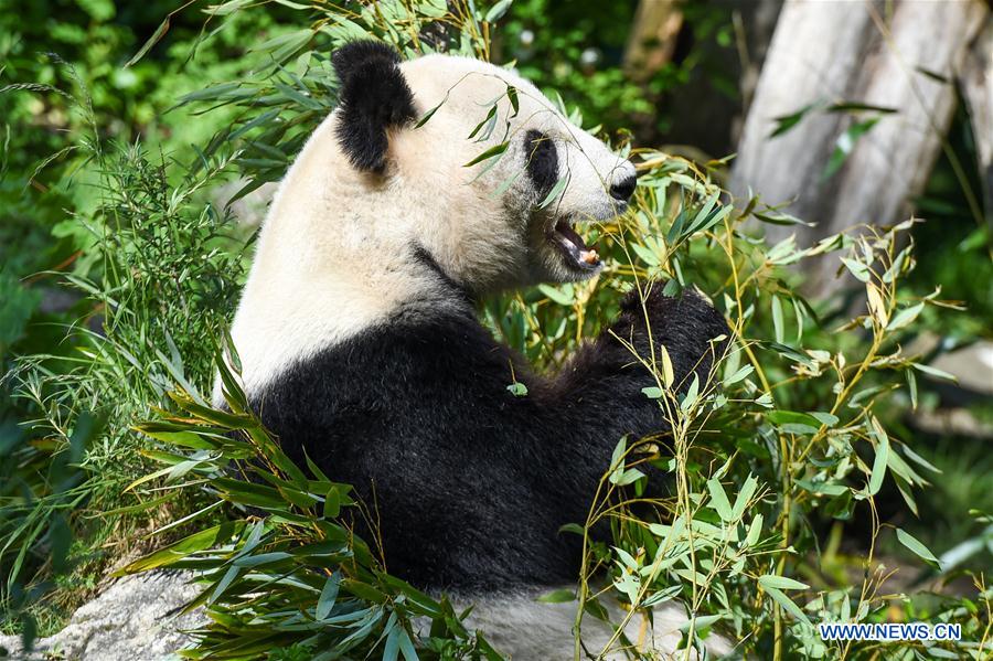 AUSTRIA-VIENNA-GIANT PANDA