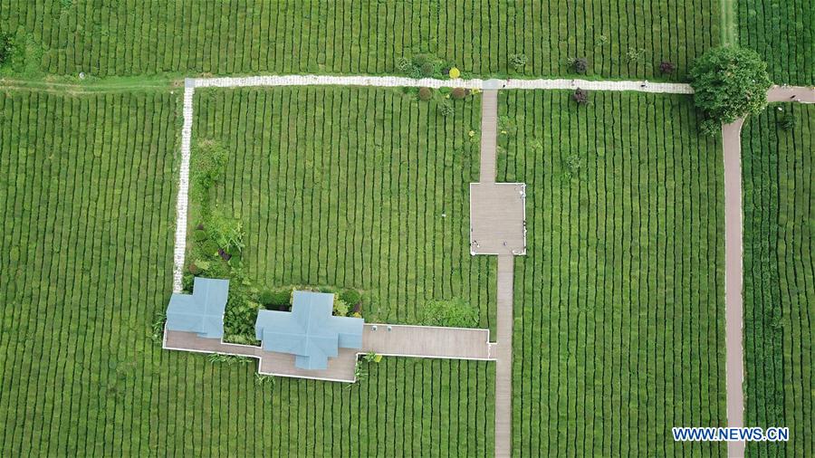 CHINA-GUIZHOU-TEA GARDEN (CN)