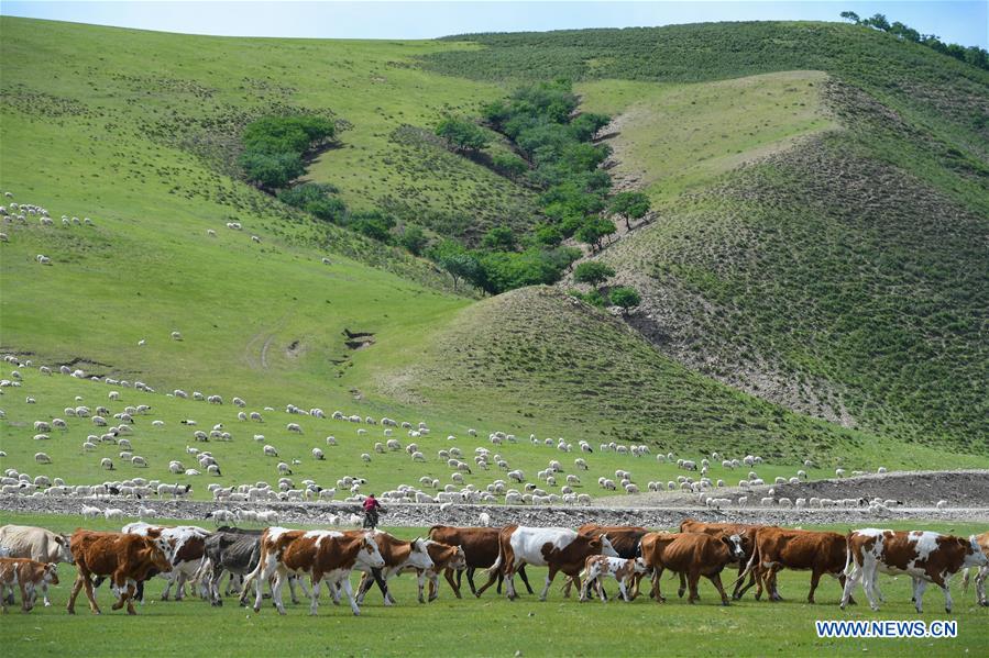 CHINA-INNER MOGOLIA-CHIFENG-AR HORQIN GRASSLAND-LANDSCAPE (CN)