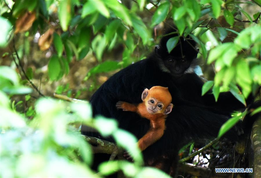 CHINA-GUIZHOU-FRANCOIS' LANGUR-PROTECTION (CN)