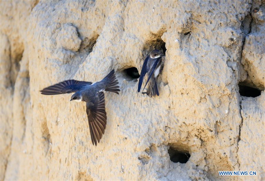 CHINA-BAICHENG-ANIMAL-BANK SWALLOW (CN)