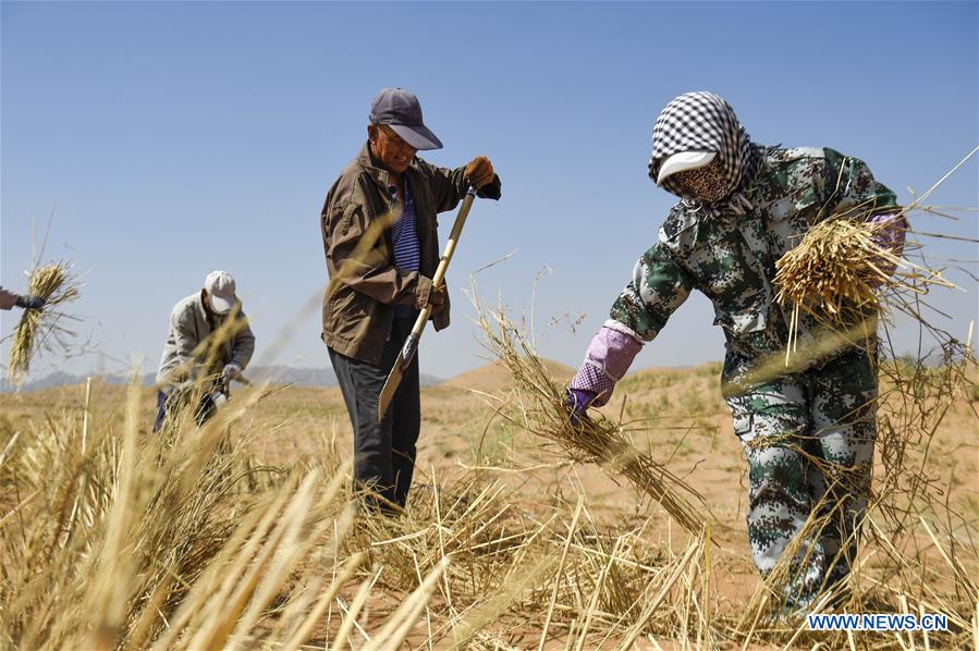 CHINA-NINGXIA-ZHONGWEI-DESERT CONTROL(CN)