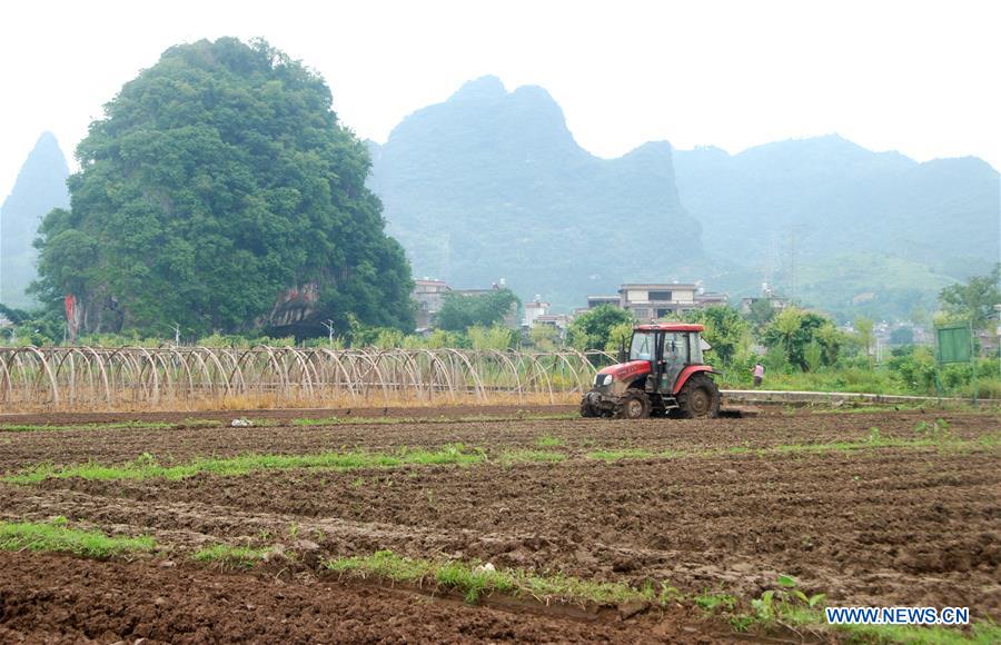 #CHINA-SUMMER SOLSTICE-FARMING (CN)