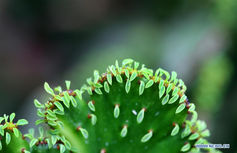 #CHINA-JIANGSU-NANTONG-GREEN EXPO GARDEN-FLOWER(CN)