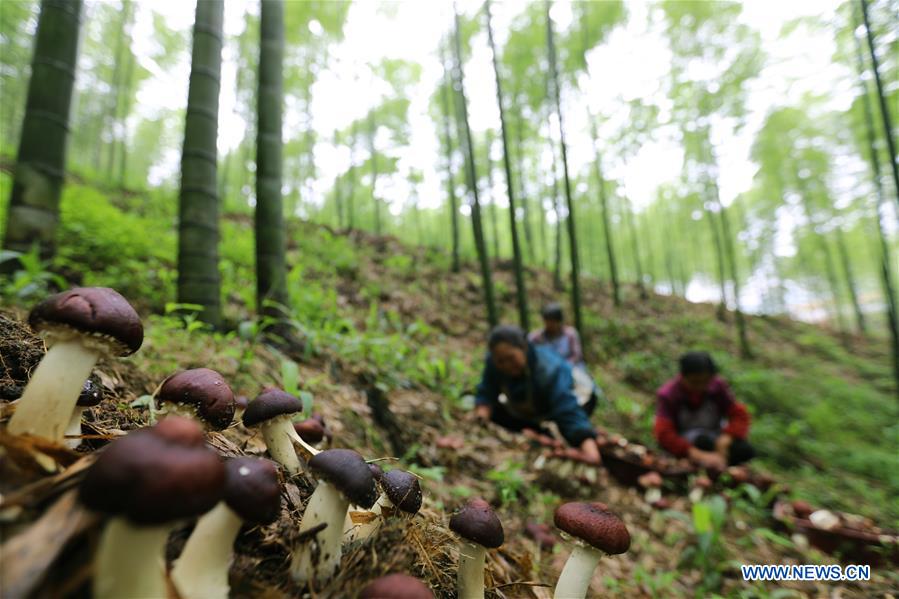 #CHINA-GUIZHOU-AGRICULTURE