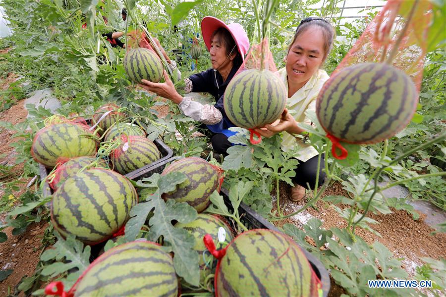 CHINA-GUIZHOU-SUMMER-HARVEST (CN)