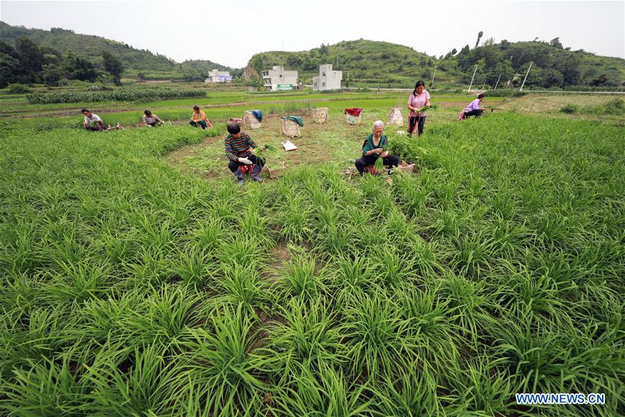 CHINA-GUIZHOU-SUMMER-HARVEST (CN)