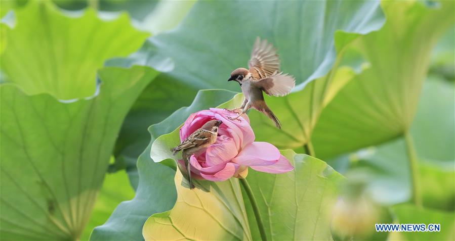 #CHINA-BEIJING-LOTUS-SPARROWS (CN)