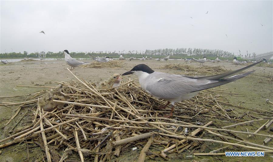 CHINA-JIANGSU-WETLAND-BIRDS (CN)