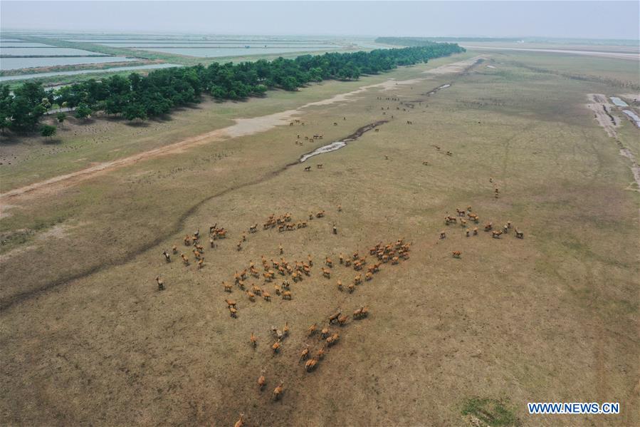 CHINA-JIANGSU-MILU NATIONAL NATURE RESERVE-POPULATION-GROWTH (CN)