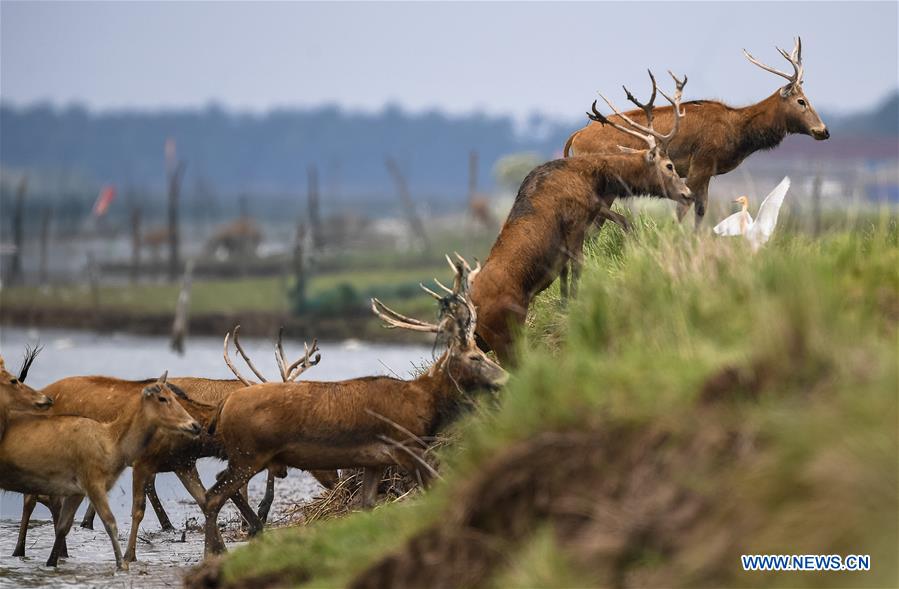 CHINA-JIANGSU-MILU NATIONAL NATURE RESERVE-POPULATION-GROWTH (CN)