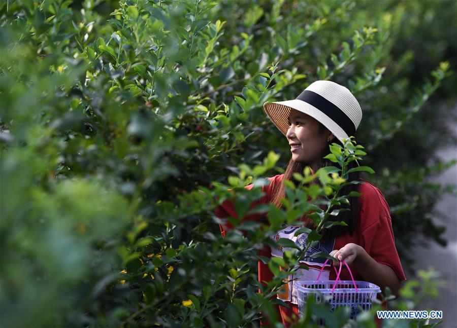 CHINA-CHONGQING-NANCHUAN-BLUEBERRY-RURAL DEVELOPMENT (CN)