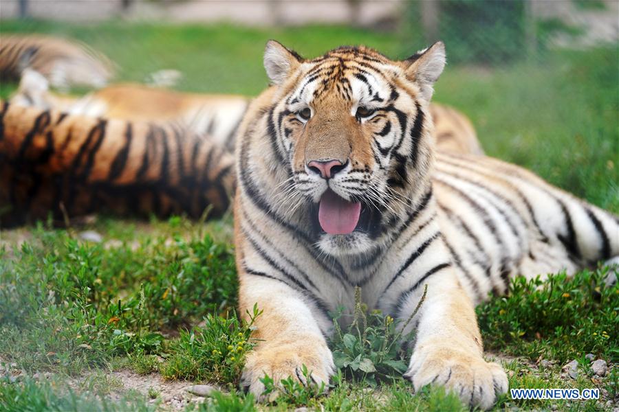 CHINA-HEILONGJIANG-SUMMER-SIBERIAN TIGERS (CN)