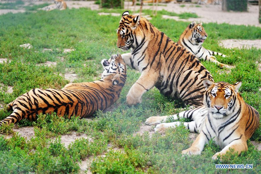 CHINA-HEILONGJIANG-SUMMER-SIBERIAN TIGERS (CN)