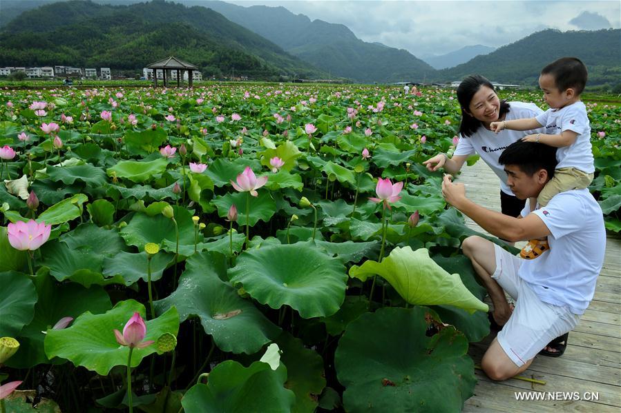 CHINA-FUJIAN-WUYISHAN-LOTUS FLOWERS (CN)