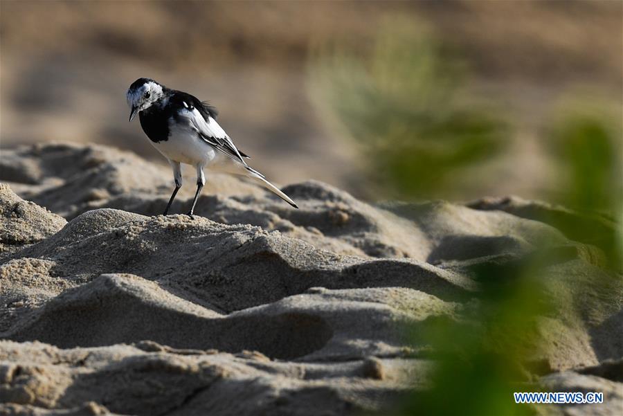 CHINA-HAINAN-HAIKOU-WETLAND PARK-BIRDS (CN)