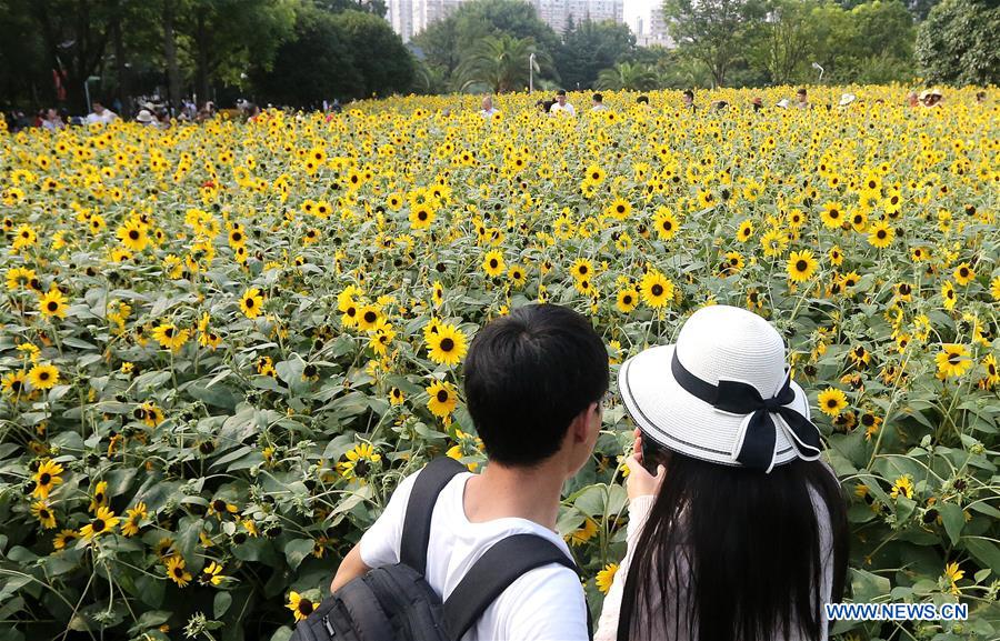 CHINA-SHANGHAI-SUNFLOWERS (CN)