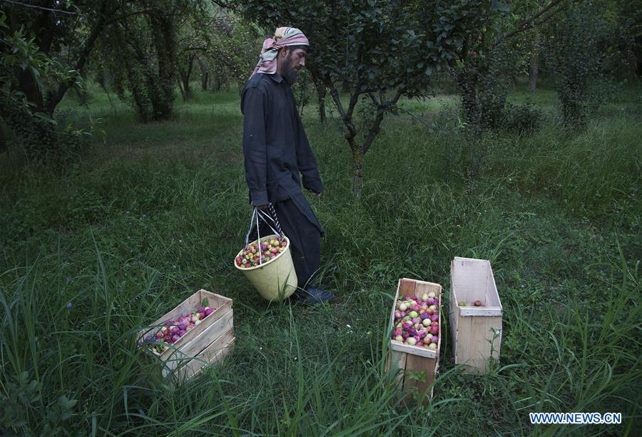 KASHMIR-SRINAGAR-PLUM HARVEST