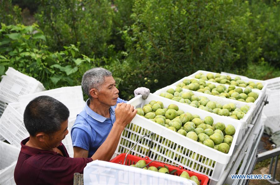 CHINA-CHONGQING-PLUM-HARVEST (CN)