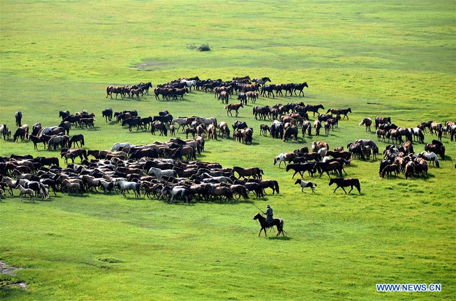 CHINA-INNER MONGOLIA-HORSES (CN)