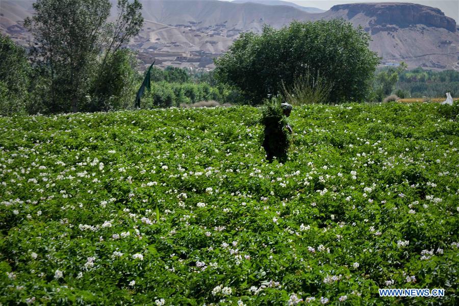 AFGHANISTAN-BAMYAN-POTATO BLOSSOM-FESTIVAL