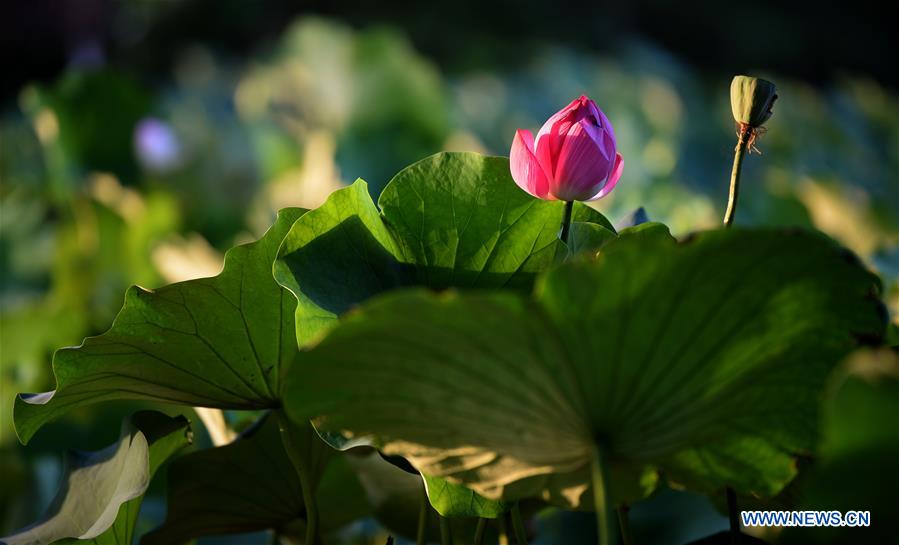 CHINA-SHAANXI-LOTUS FLOWERS (CN)