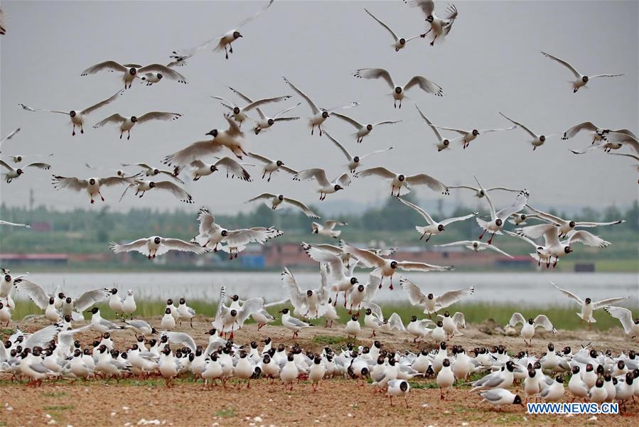 CHINA-HEBEI-RELIC GULLS (CN)