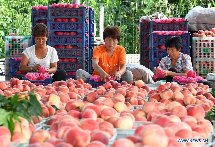 CHINA-HEBEI-LAOTING-PEACH-RURAL ECONOMY (CN)