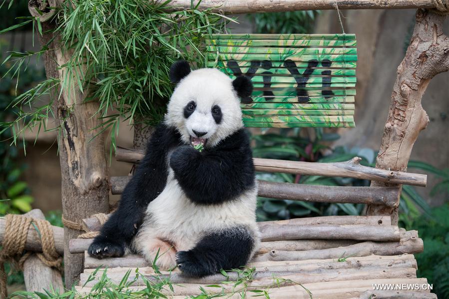 MALAYSIA-KUALA LUMPUR-GIANT PANDA CUB-NAMING-YI YI