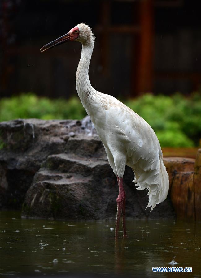 CHINA-JILIN-CHANGCHUN-ANIMALS-RAIN (CN)