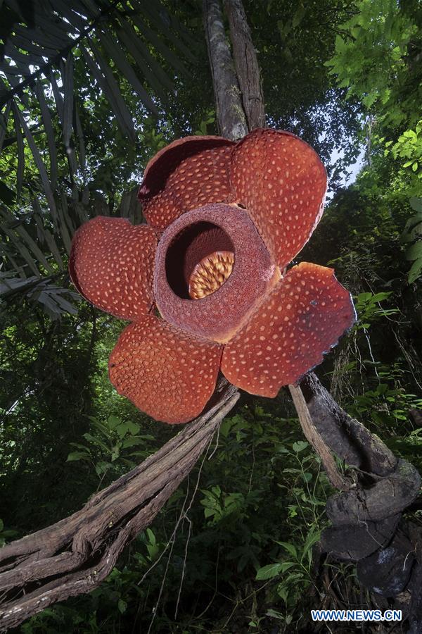 INDONESIA-WEST SUMATRA-RAFFLESIA FLOWER BLOOM