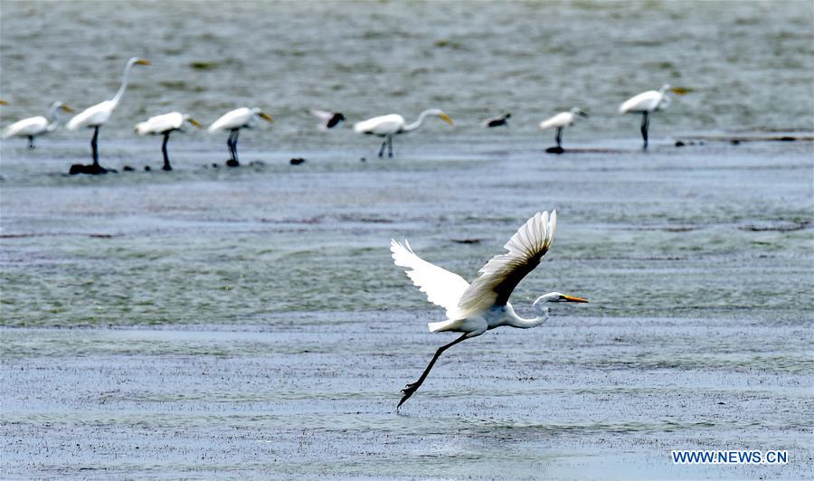 CHINA-CHIAYI-EGRETS (CN)