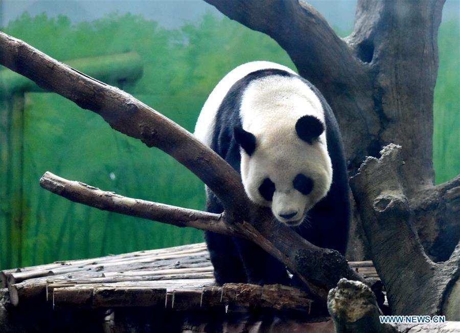 CHINA-TAIPEI-GIANT PANDAS-BIRTHDAY (CN)