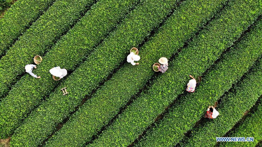 CHINA-SHANDONG-RIZHAO-TEA LEAF PICKING (CN)