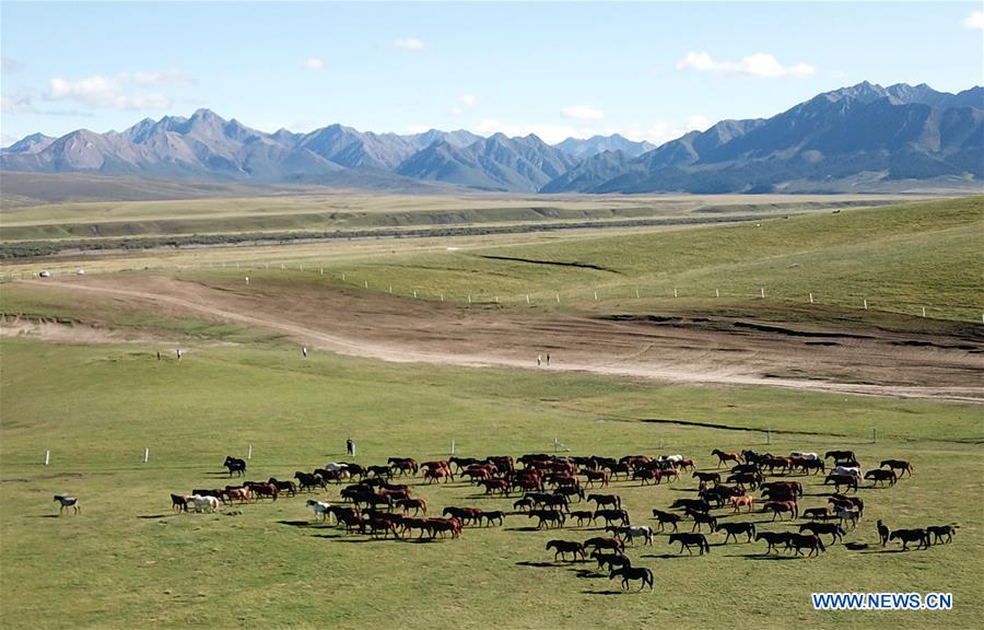 CHINA-GANSU-HORSE RANCH (CN)